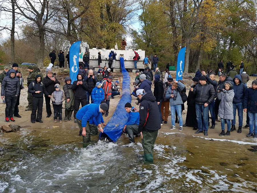 Зариблення Дніпра 1 листопада 2017